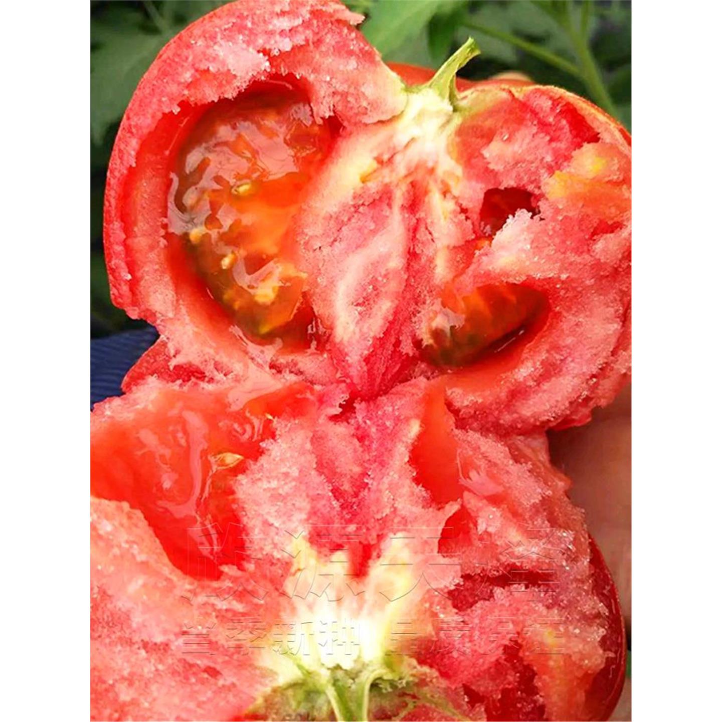 大番茄种籽苗红西柿水果蔬