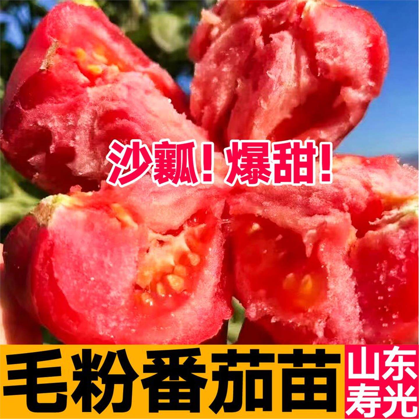 沙瓤老品种大毛粉802番茄