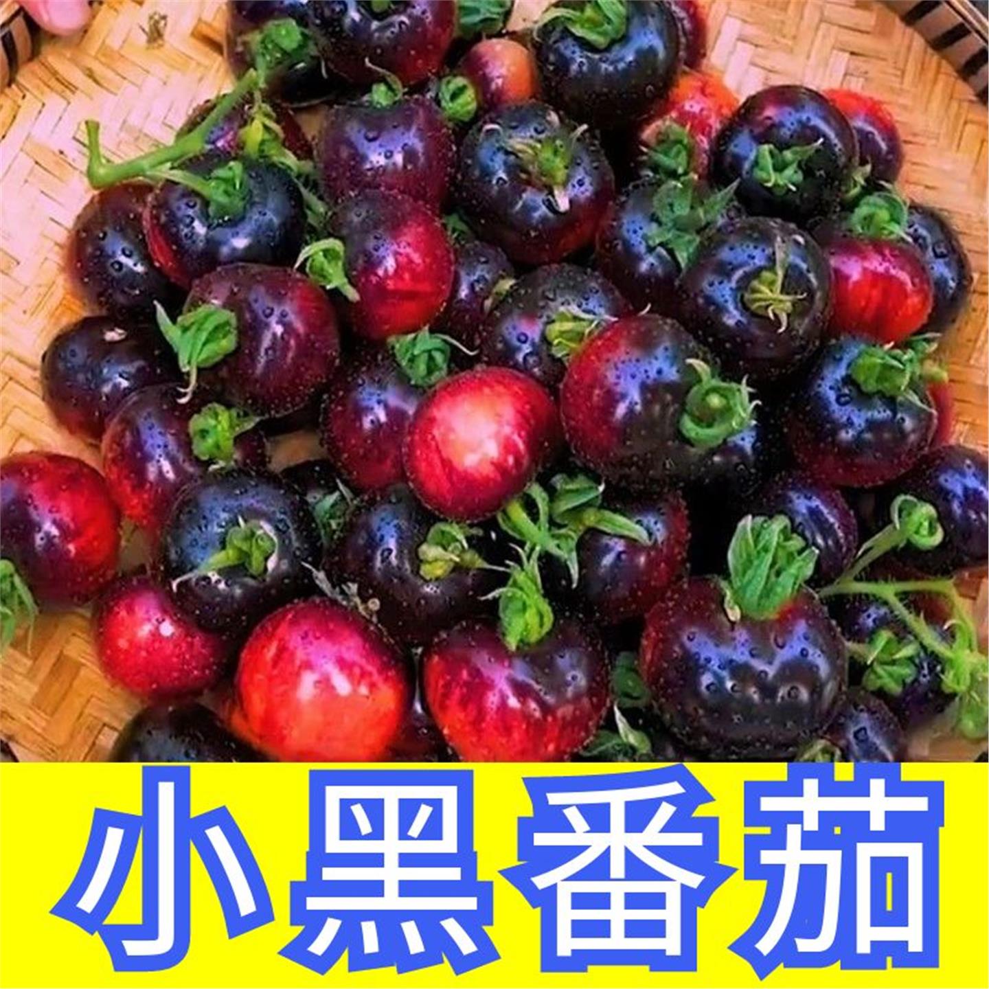 黑番茄苗子妖姬钻石樱桃籽