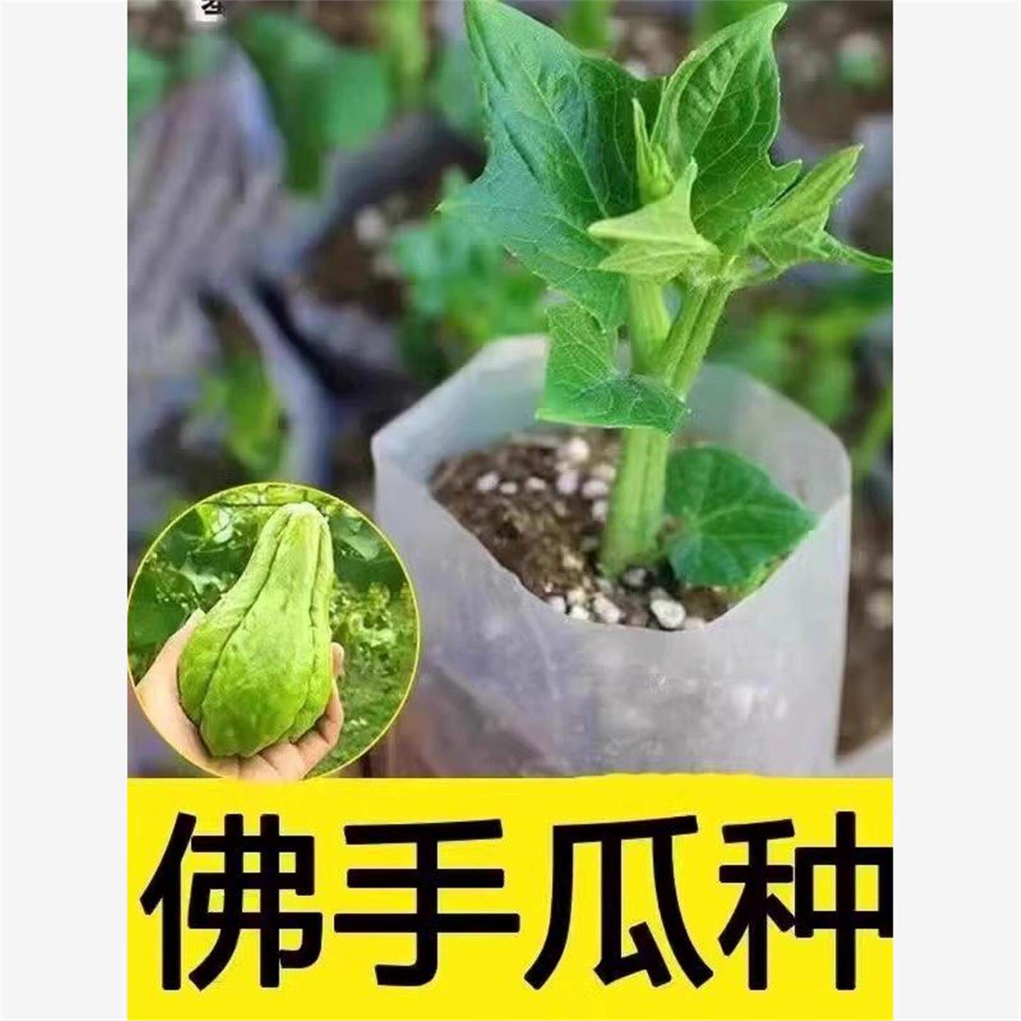 佛手瓜种苗子籽带芽发福寿