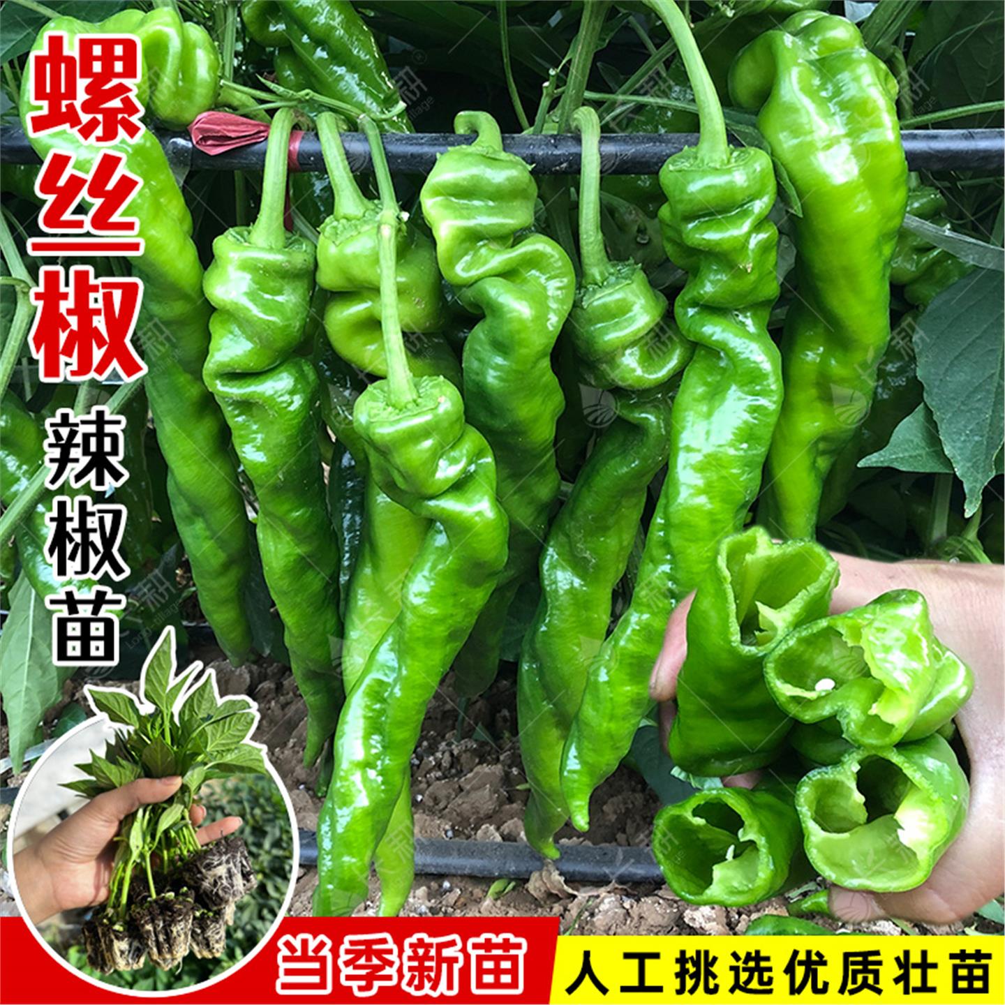 巨型螺丝椒种苗大果辣子春
