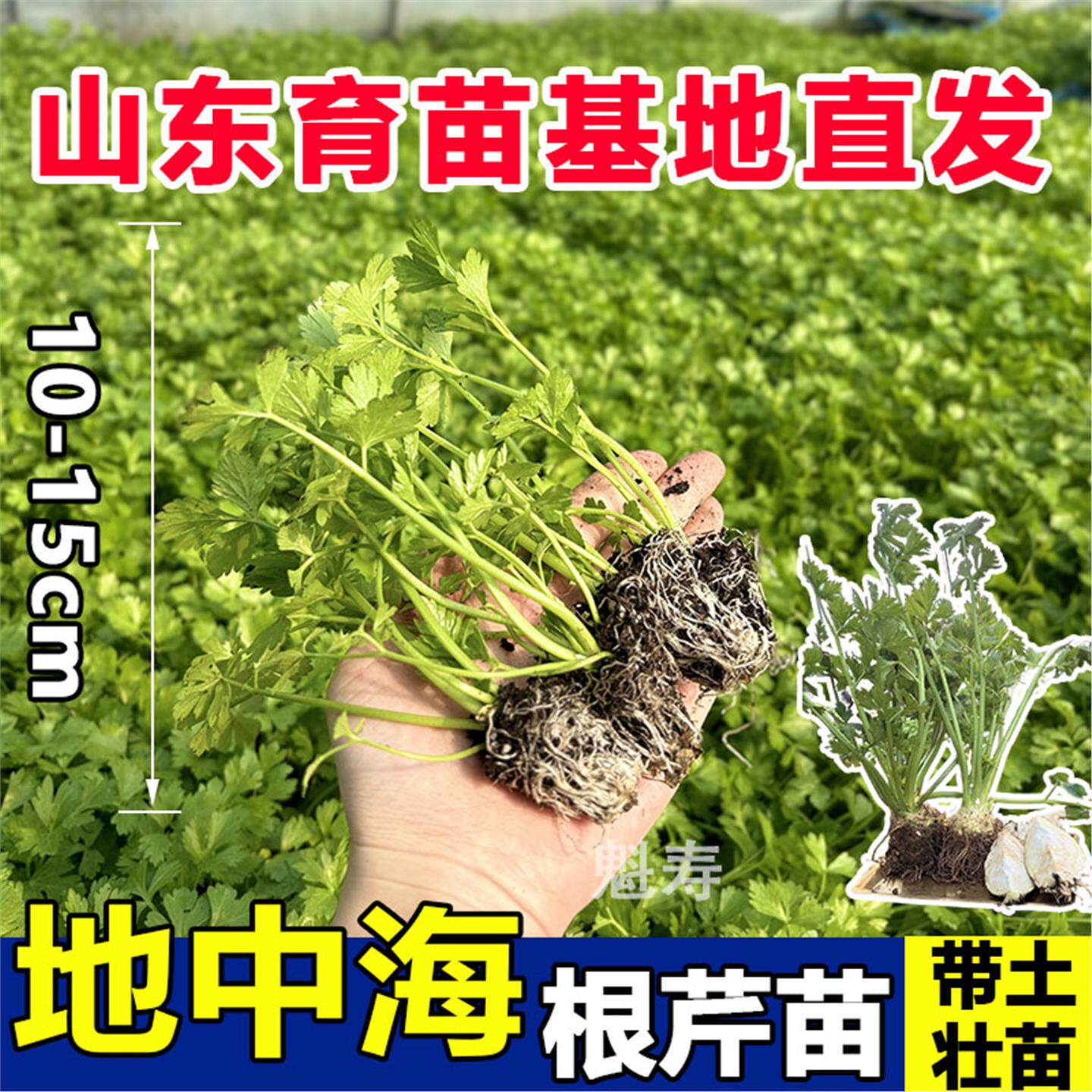 正宗根芹苗秧带土球菜种子