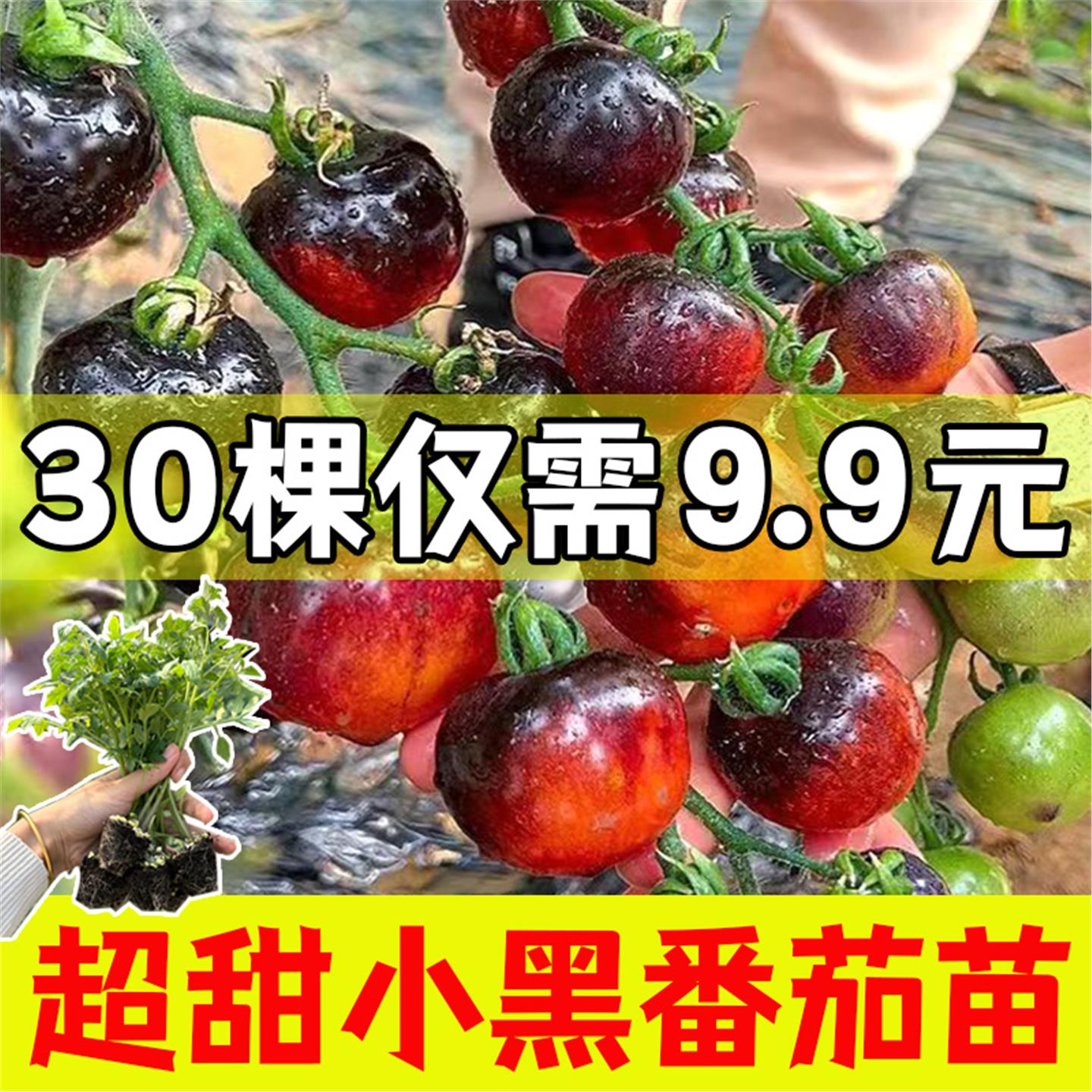 黑美人小珍珠番茄苗秧子四