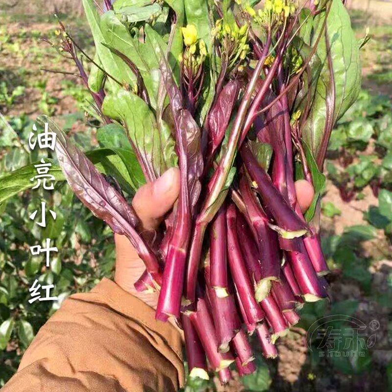 红菜苔白四九心西兰种子季