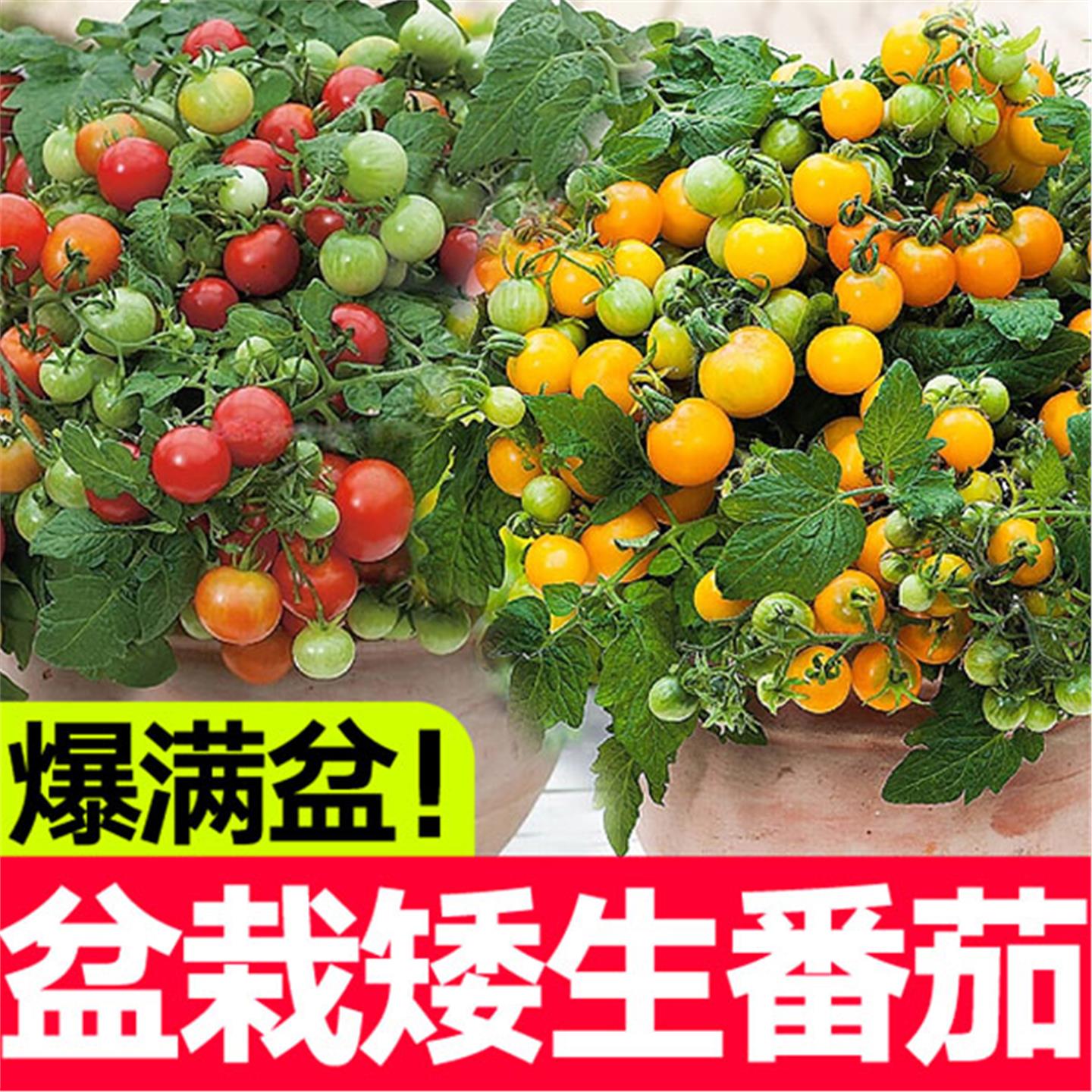 盆栽矮生番茄小西红柿千