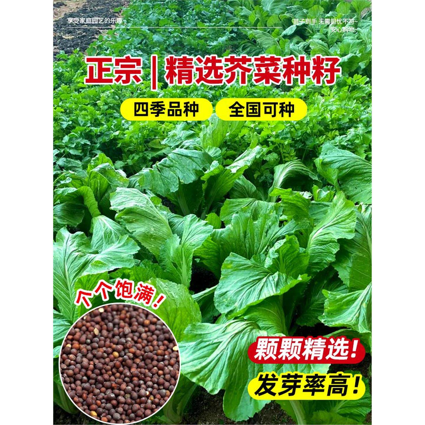 芥菜种籽大全四川大叶青菜包心酸菜冬天四季阳台盆栽蔬菜种子种孑