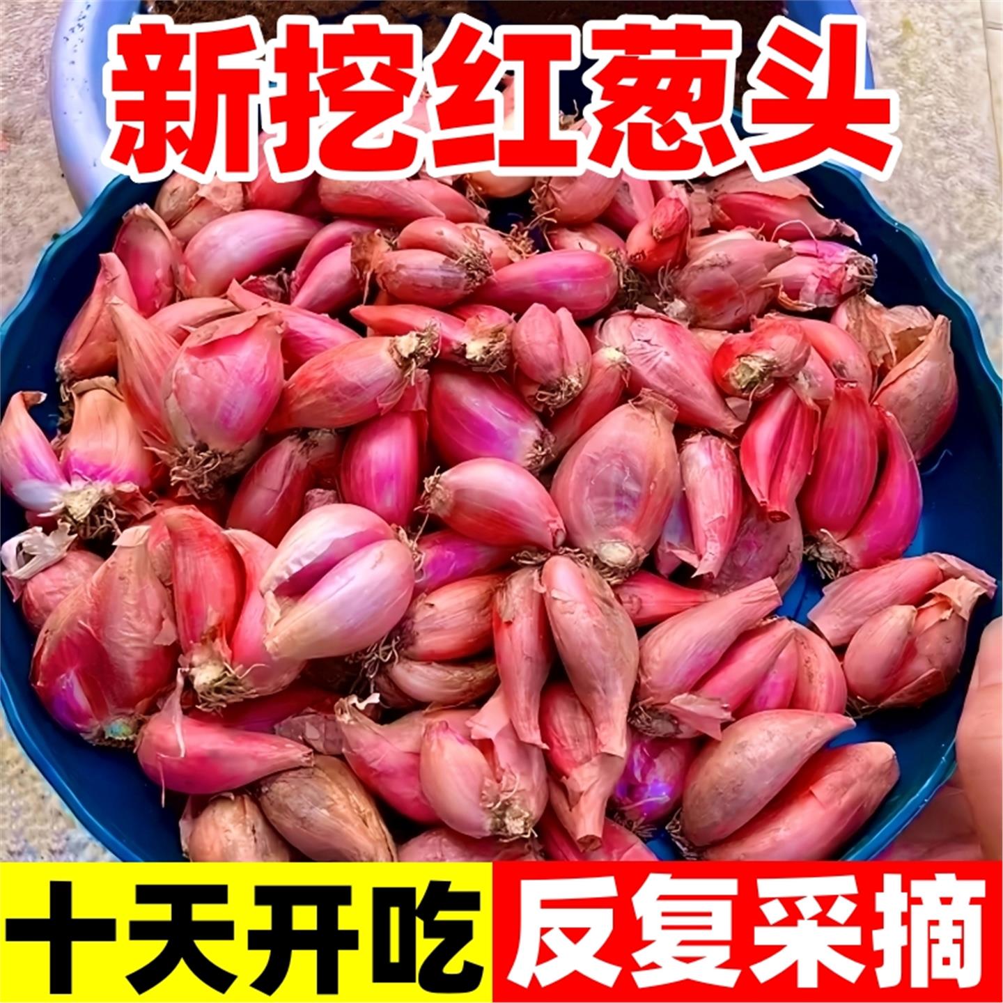红葱头种四季根小香火子分