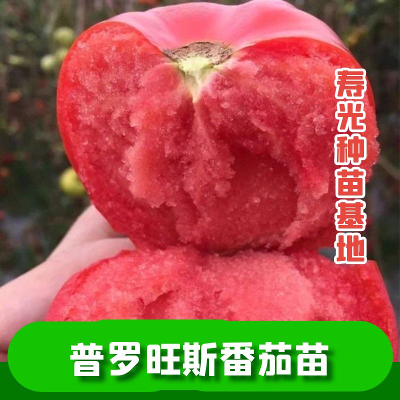 普罗旺斯番茄苗普罗旺斯番茄秧苗