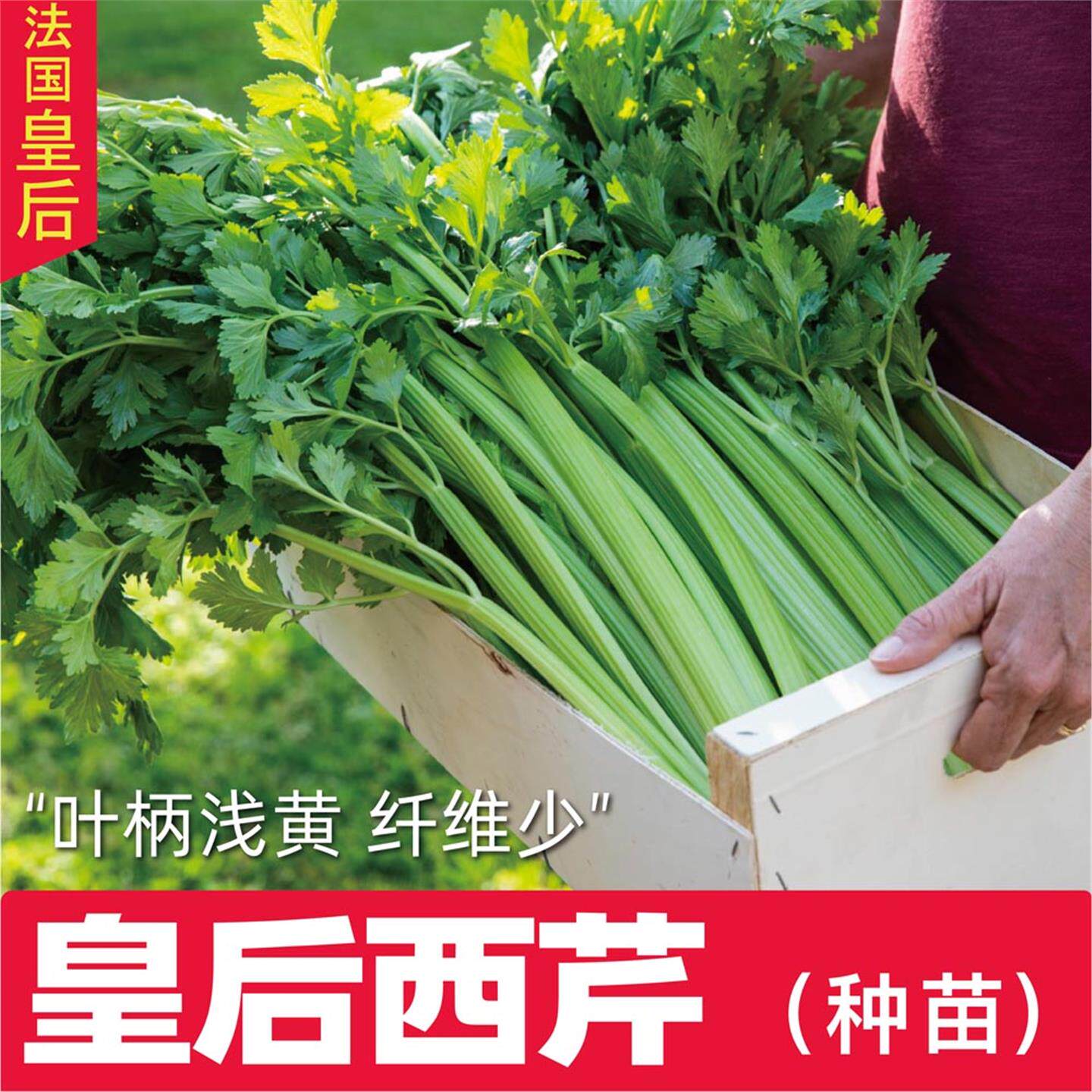 进口早熟法国皇后西芹菜苗