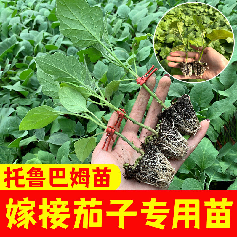 托鲁巴姆嫁接茄子砧木种子长茄圆茄野茄子砧木种籽茄子嫁接砧木苗