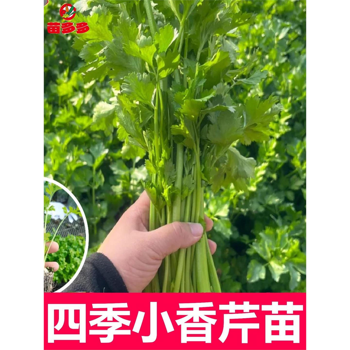 四季小香芹苗秧菜春蔬带土