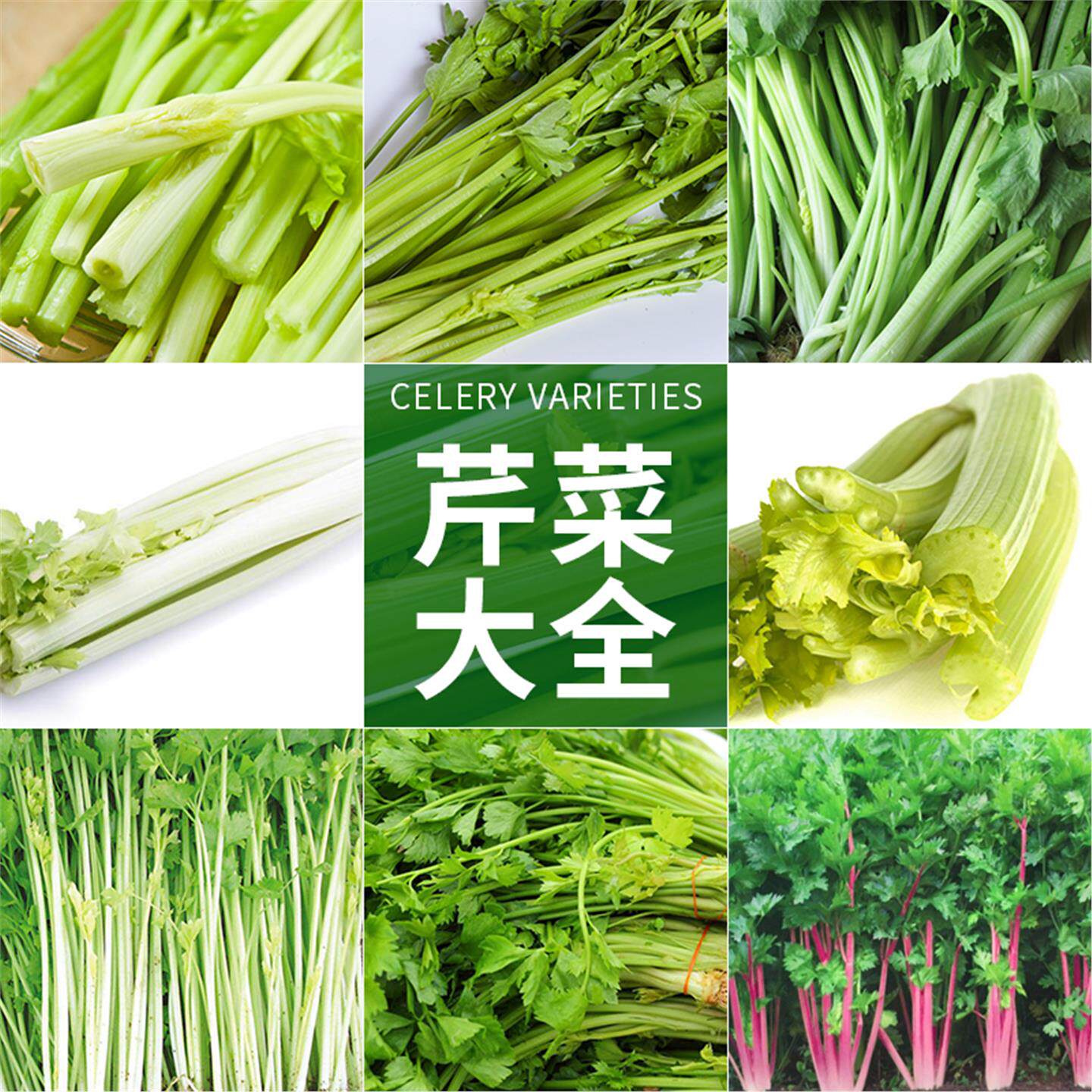 芹菜种籽根栽培苗子幼四季