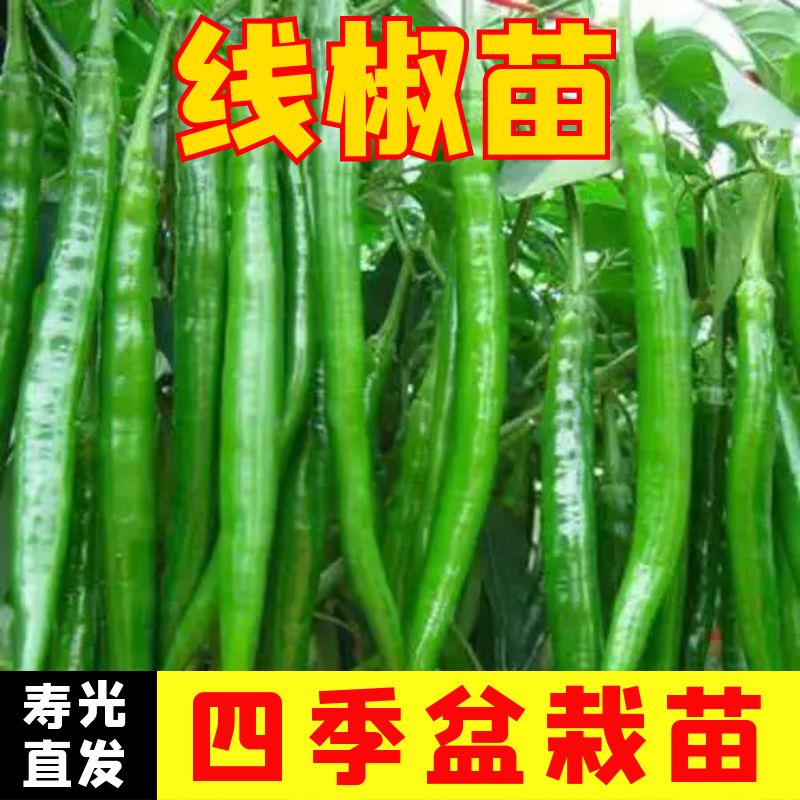 长线椒苗辣椒苗四季阳台盆栽种植大棚种苗线辣椒新鲜秧苗蔬菜苗子