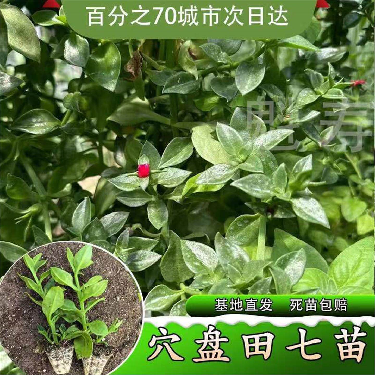 田七种苗秧食用保健菜特色