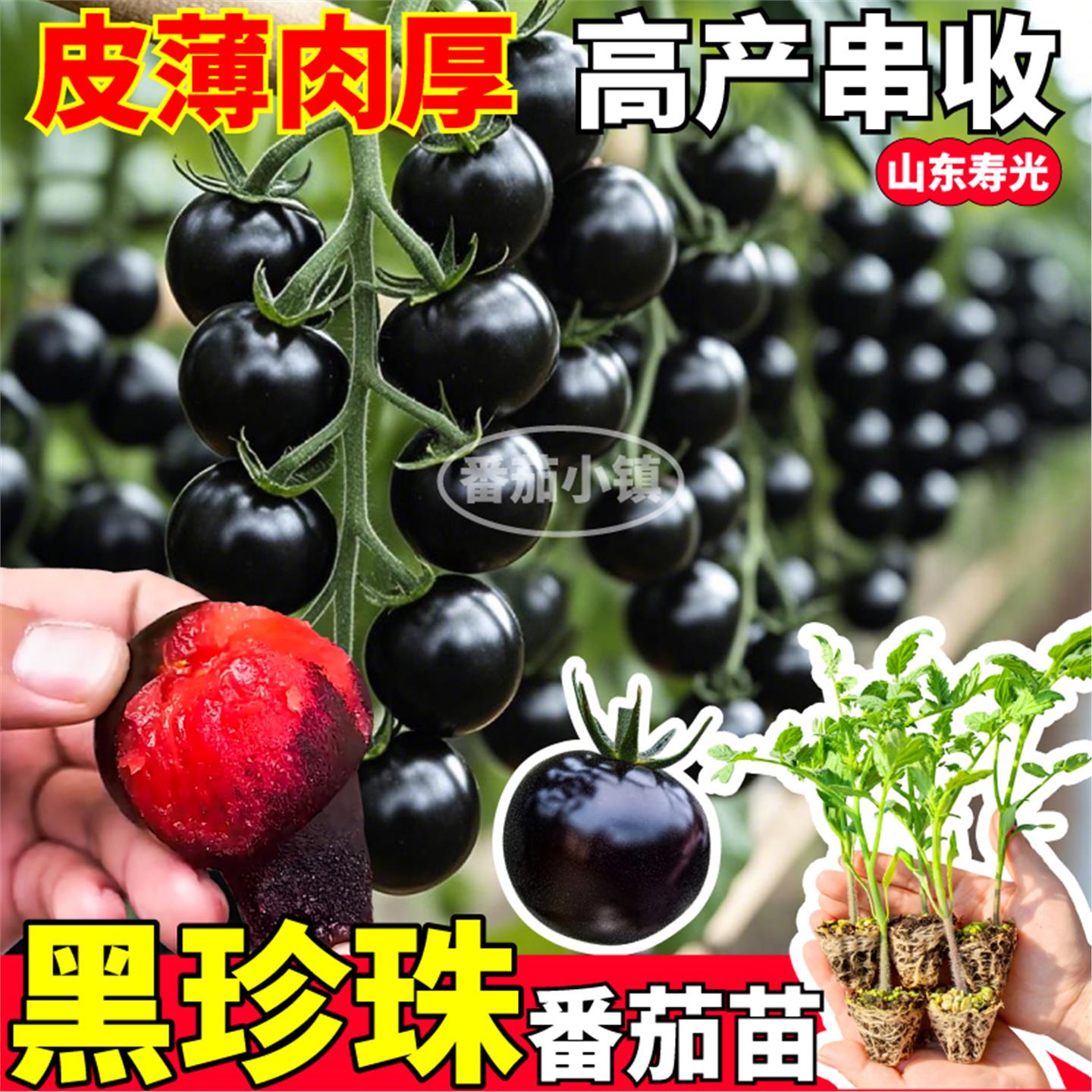 特高产黑珍珠番茄苗秧清甜