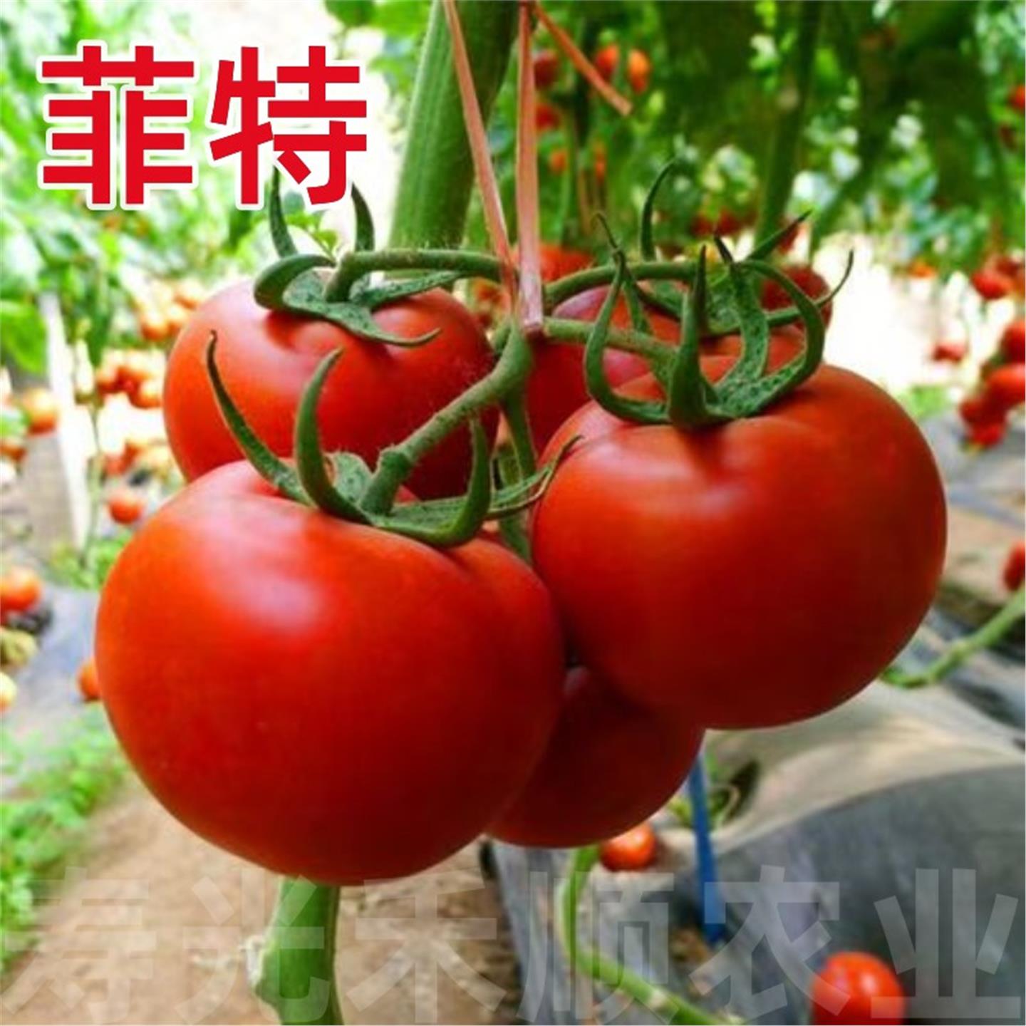 红果番茄种子大西柿抗病苗