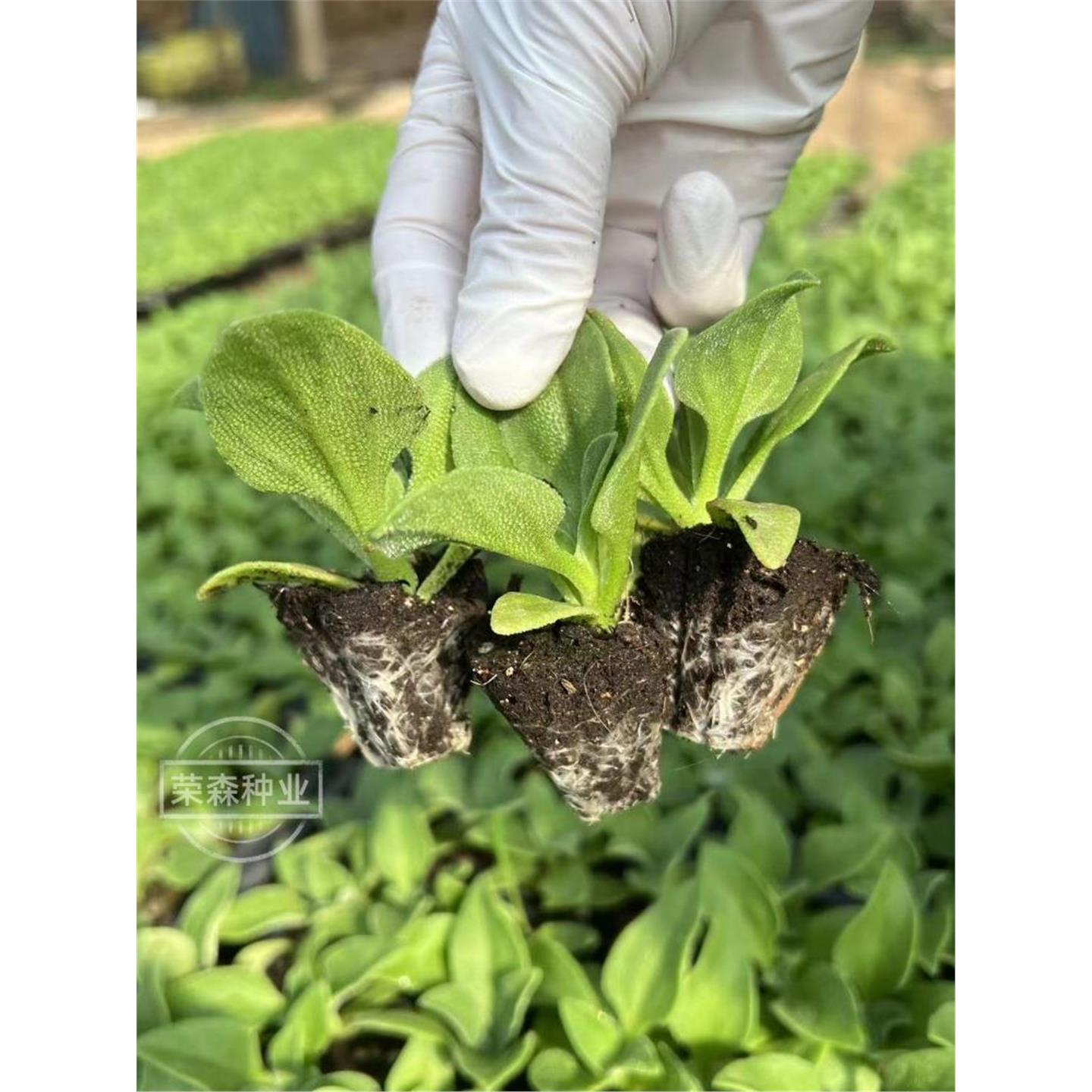 水晶冰菜苗秧草四季盆栽阳