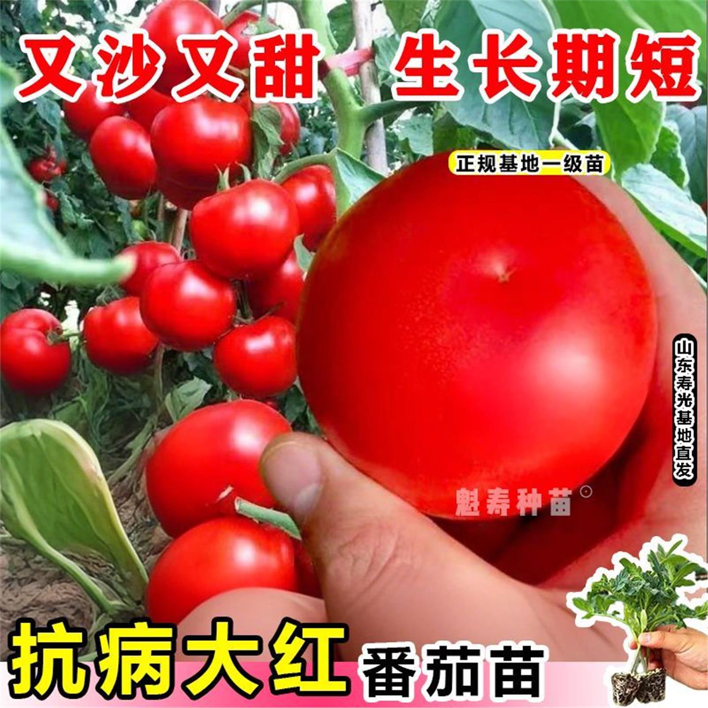 大红番茄种苗秧蔬菜孑西柿