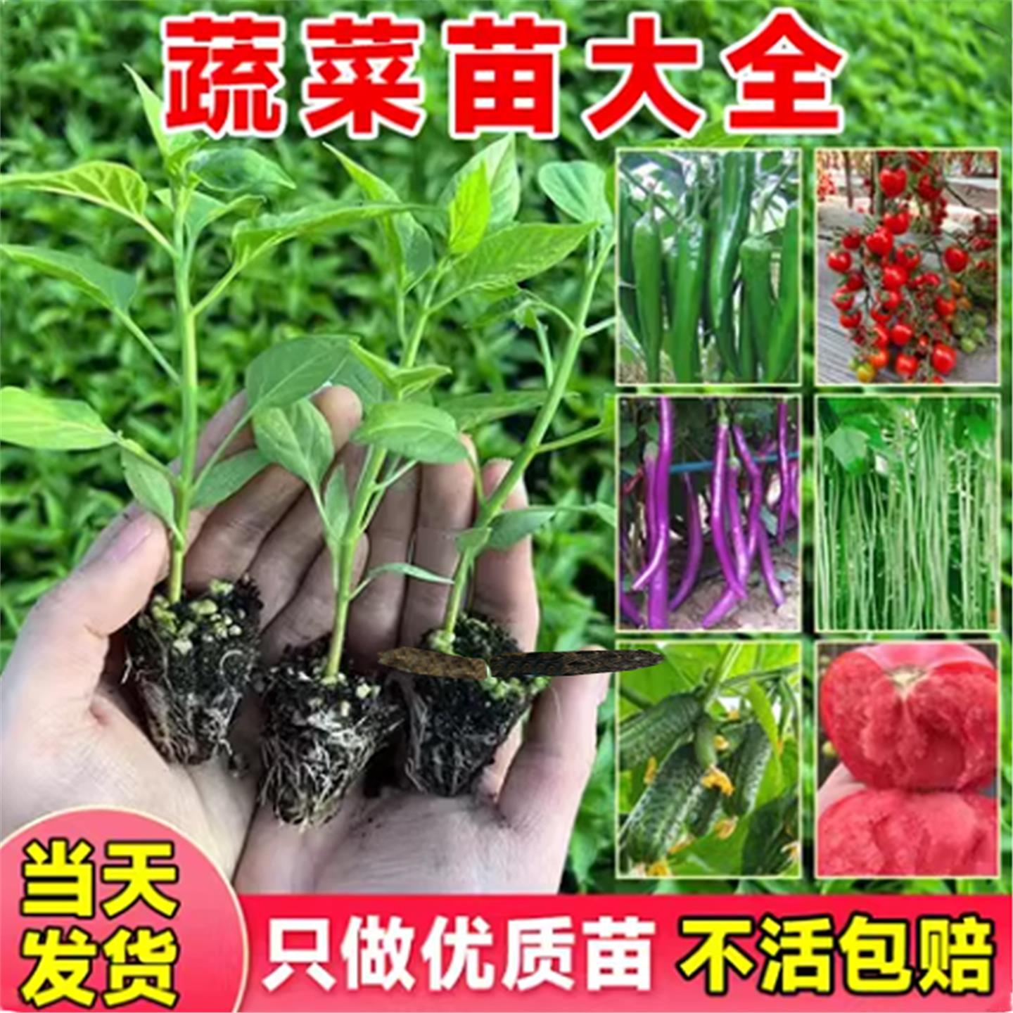 蔬菜苗家庭阳台院辣椒番茄