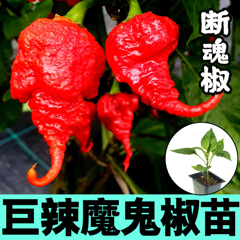 巨辣特印度魔鬼椒苗秧带土