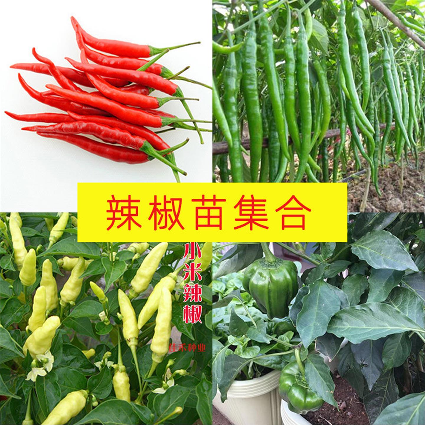 辣椒苗大全秧朝天小米螺丝