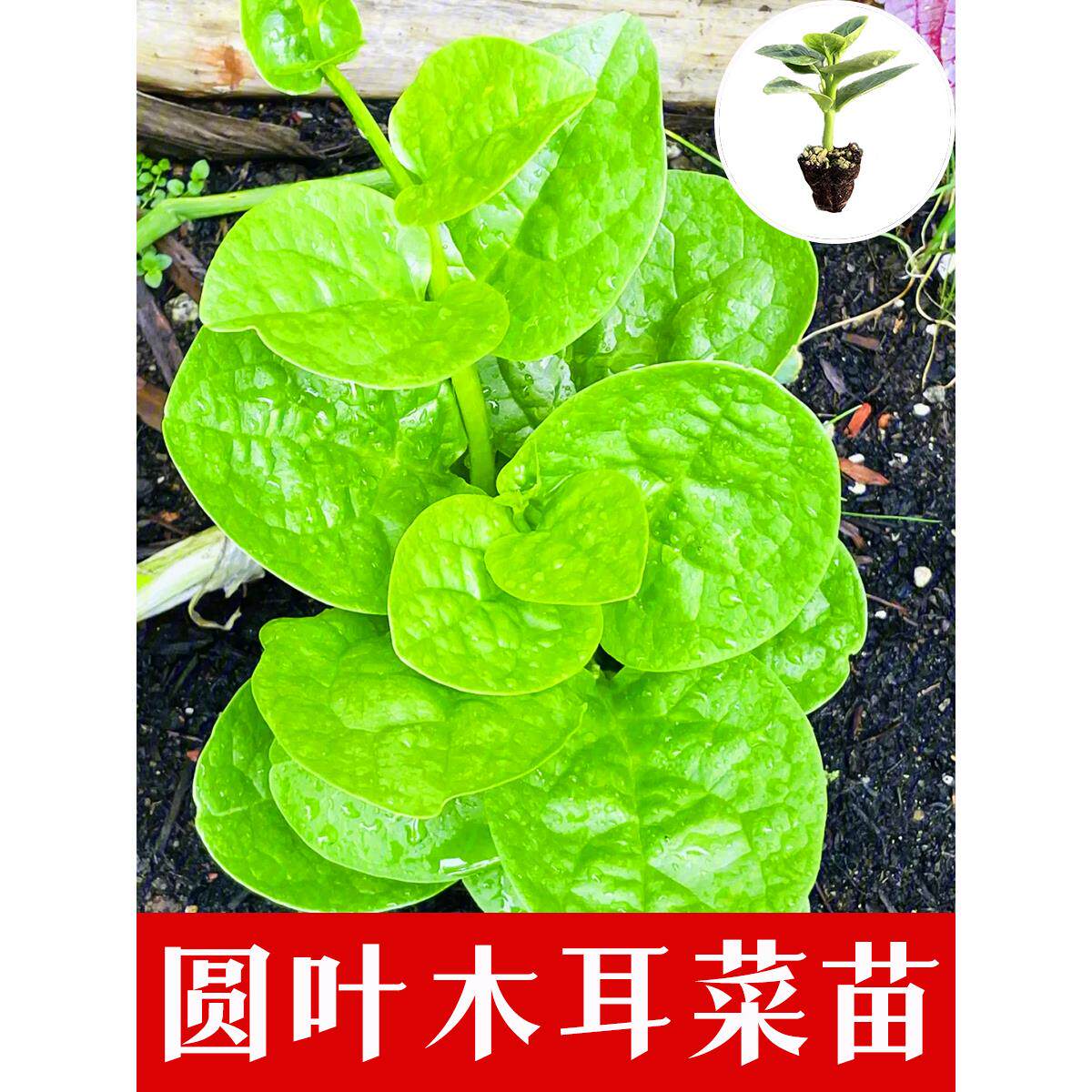 正宗木耳菜秧苗基地直发冬季新鲜可食高钙豆腐菜农阳台家庭院种植