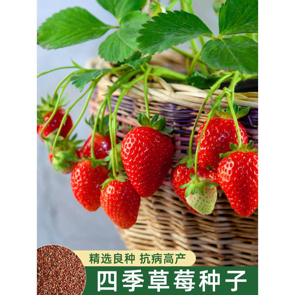 冬季盆栽奶油大草莓种籽四