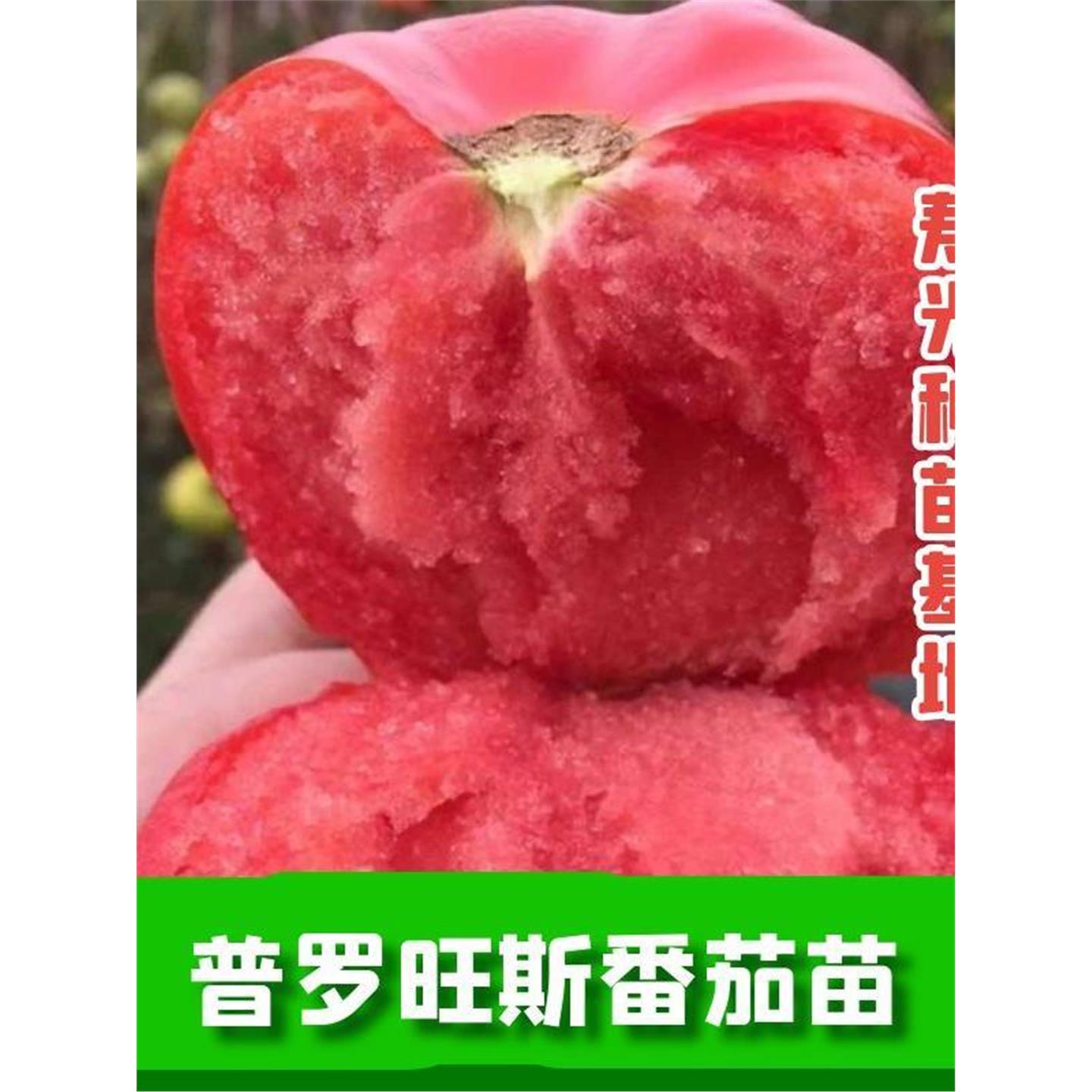 寿光沙瓤爆甜普罗旺斯口感