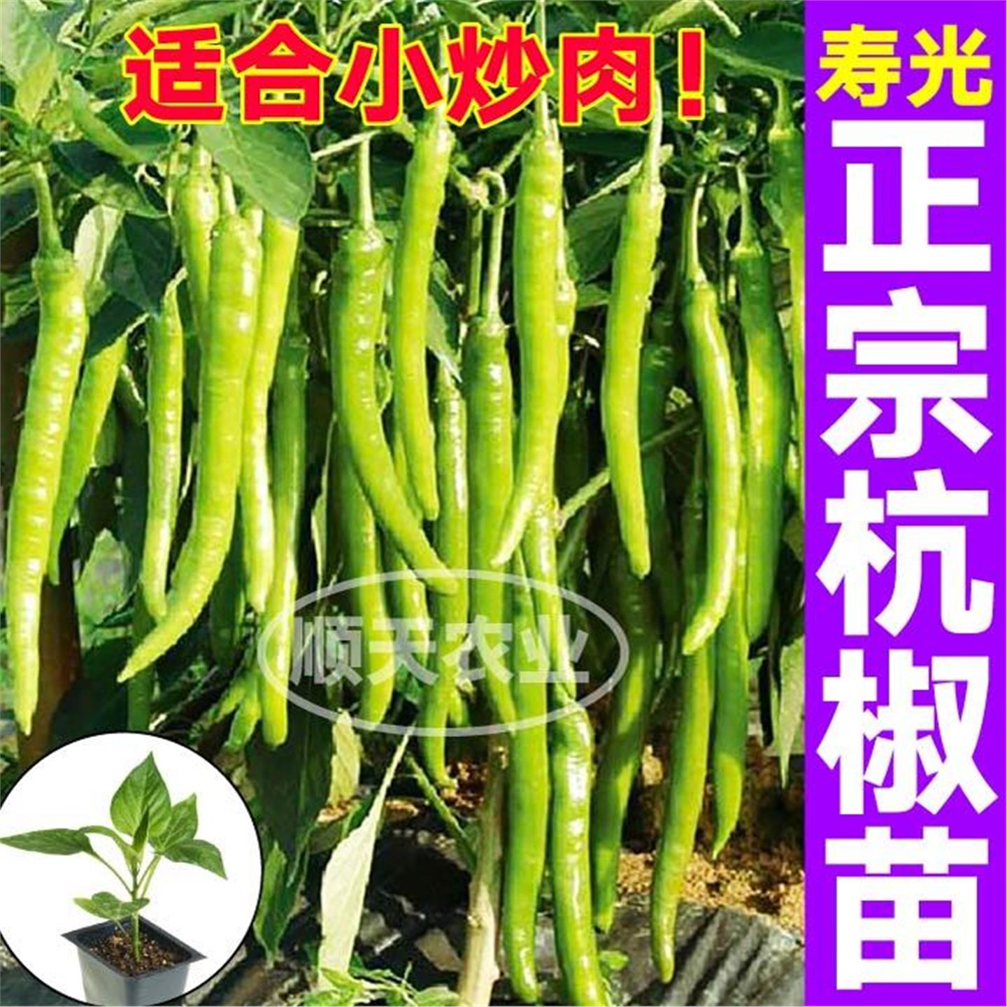 香辣正宗杭椒苗秧七号种子