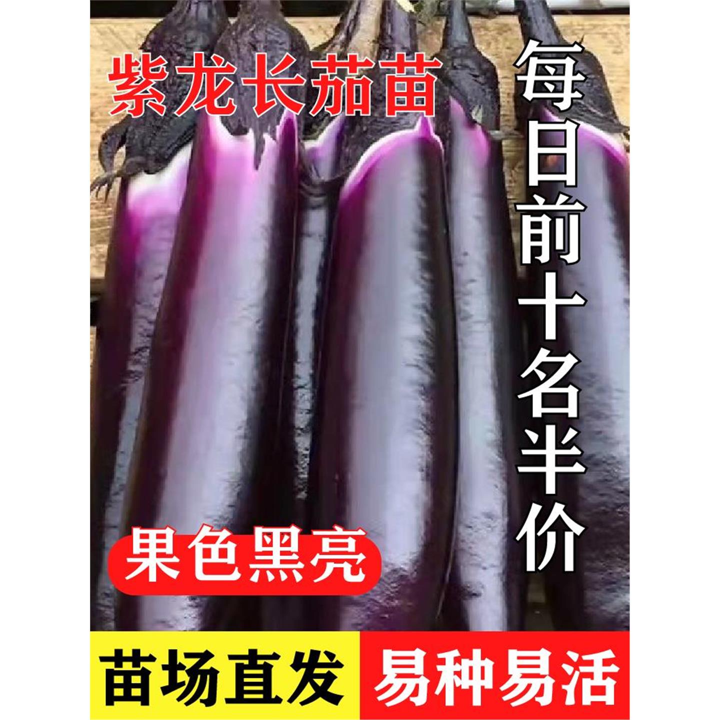 【紫龙长茄苗】把子秧高产