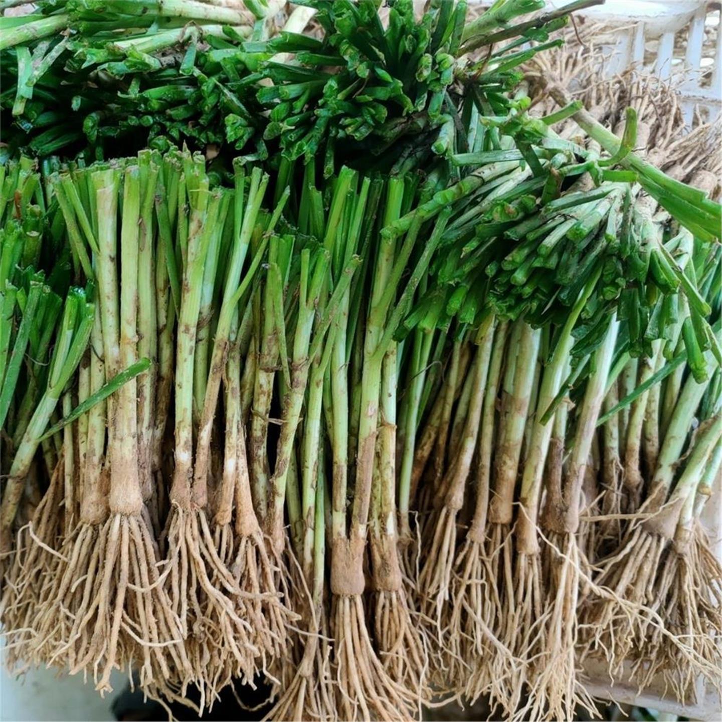 当年新鲜韭菜根苗现挖大宽