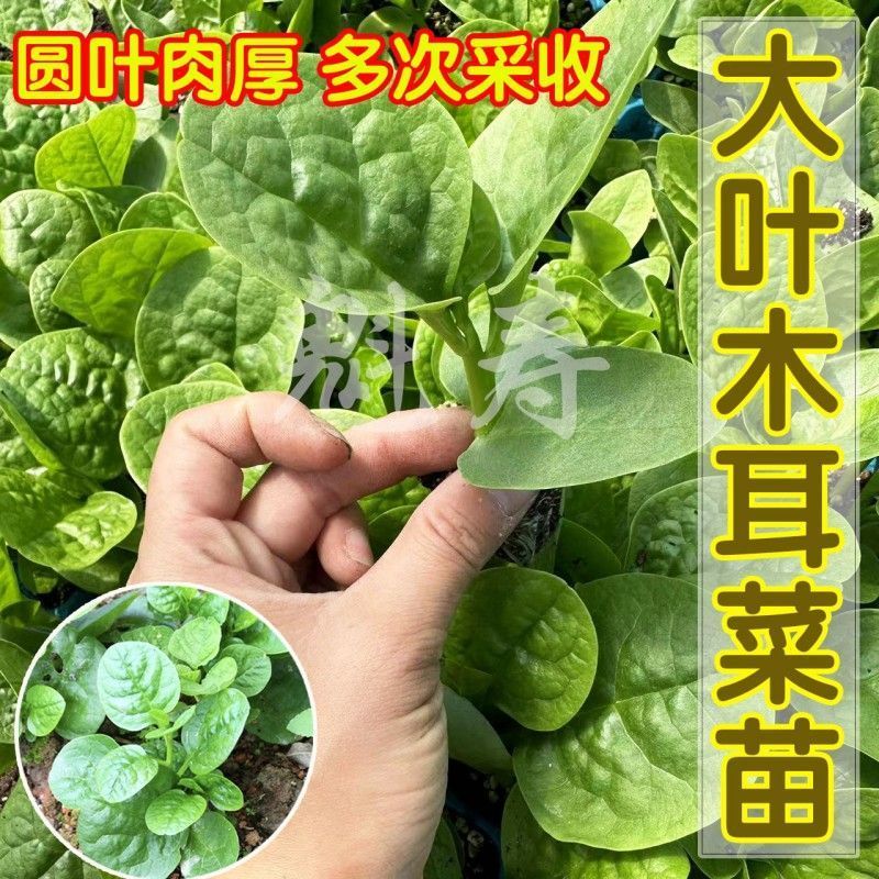 特大圆叶木耳菜种子秧苗四季春秋盆栽阳台食用豆腐菜种籽蔬菜苗