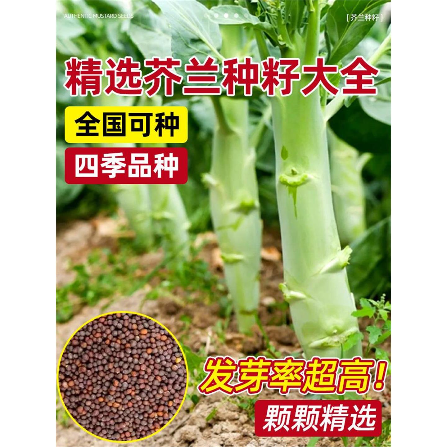 甜脆鸡腿芥蓝种子苗粗条兰
