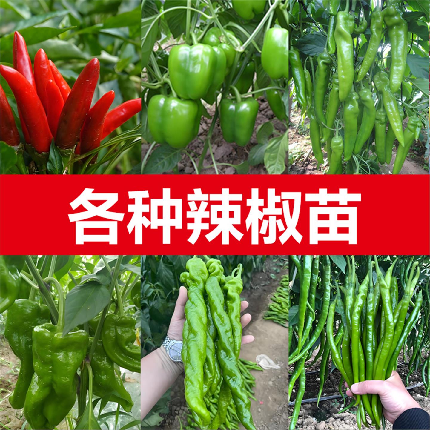优质辣椒苗秧带土二荆条特