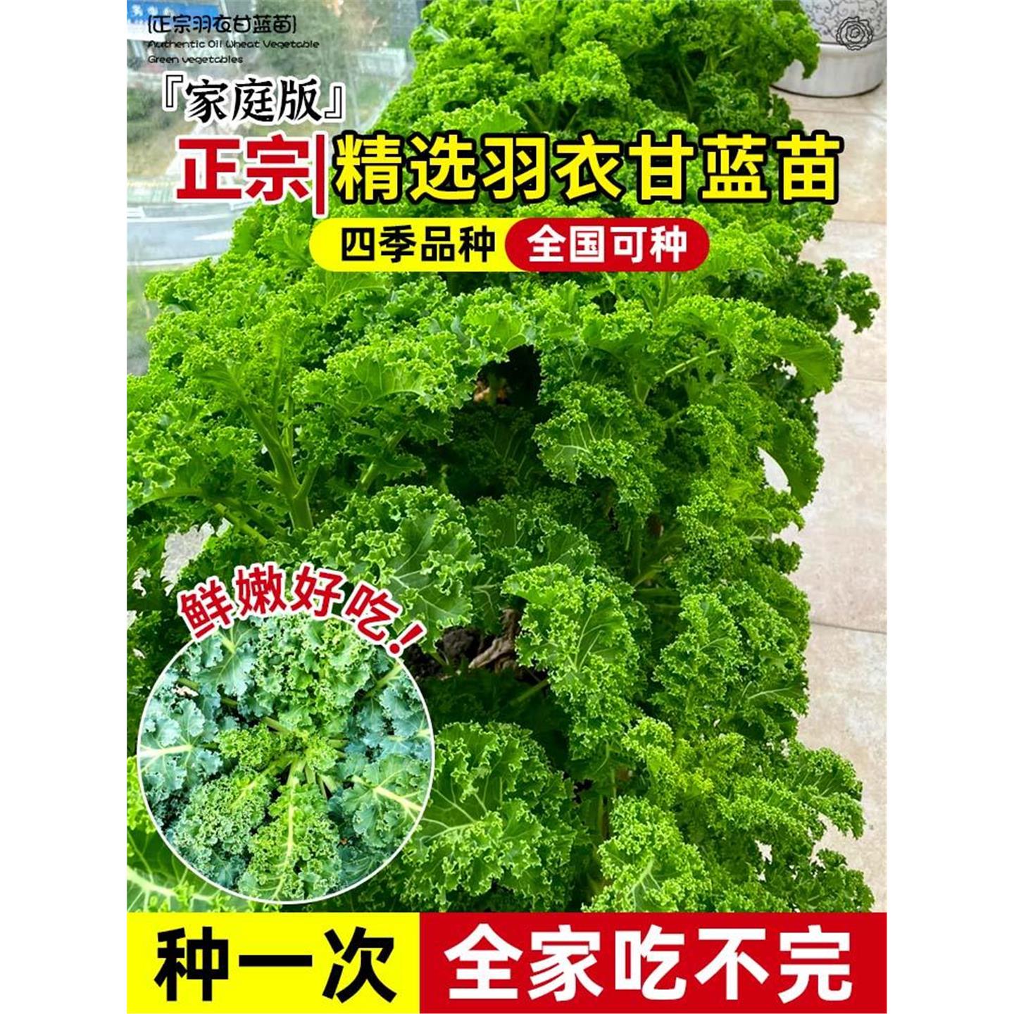 四季可食用绿羽衣甘蓝苗紫