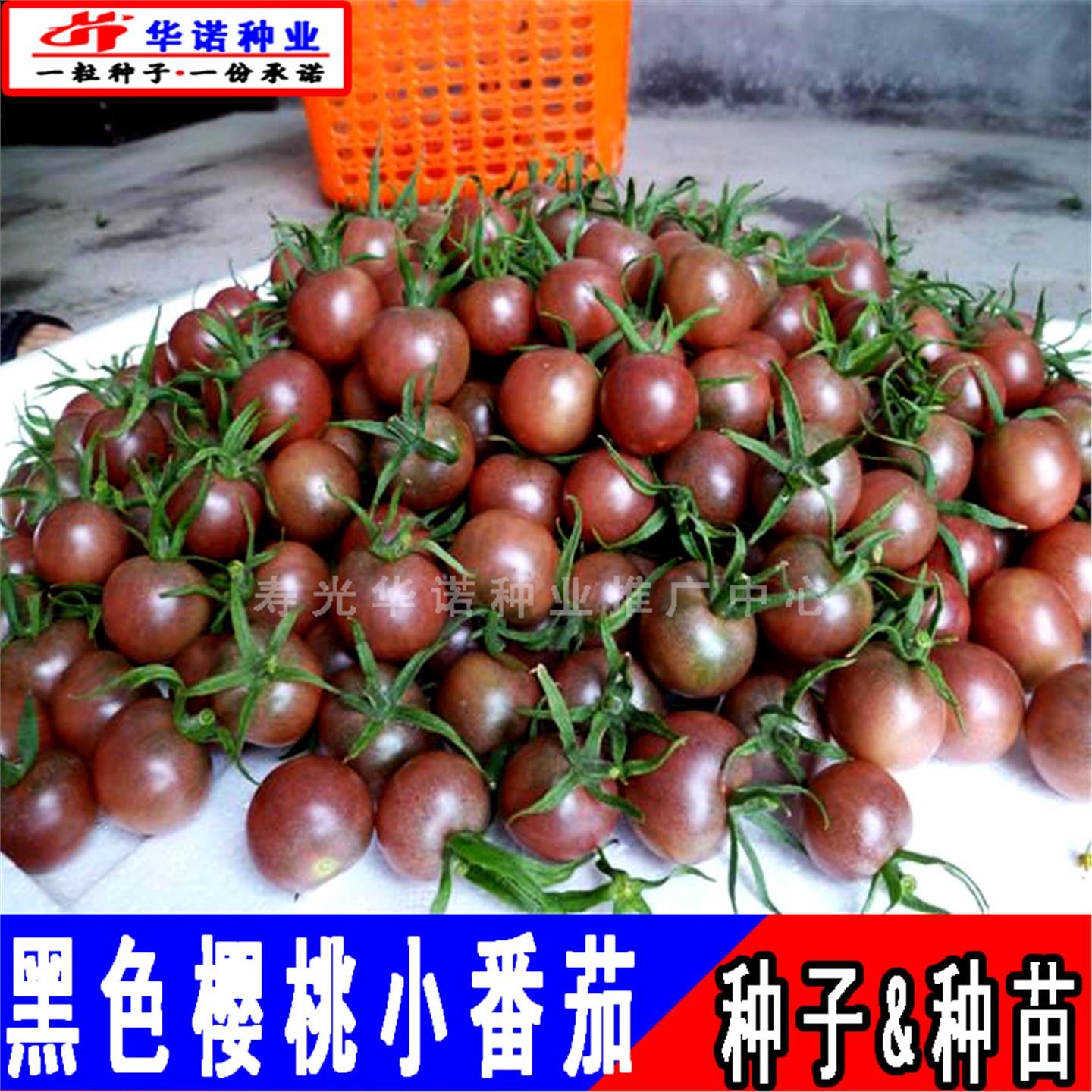 紫黑樱桃小番茄种子圣女果