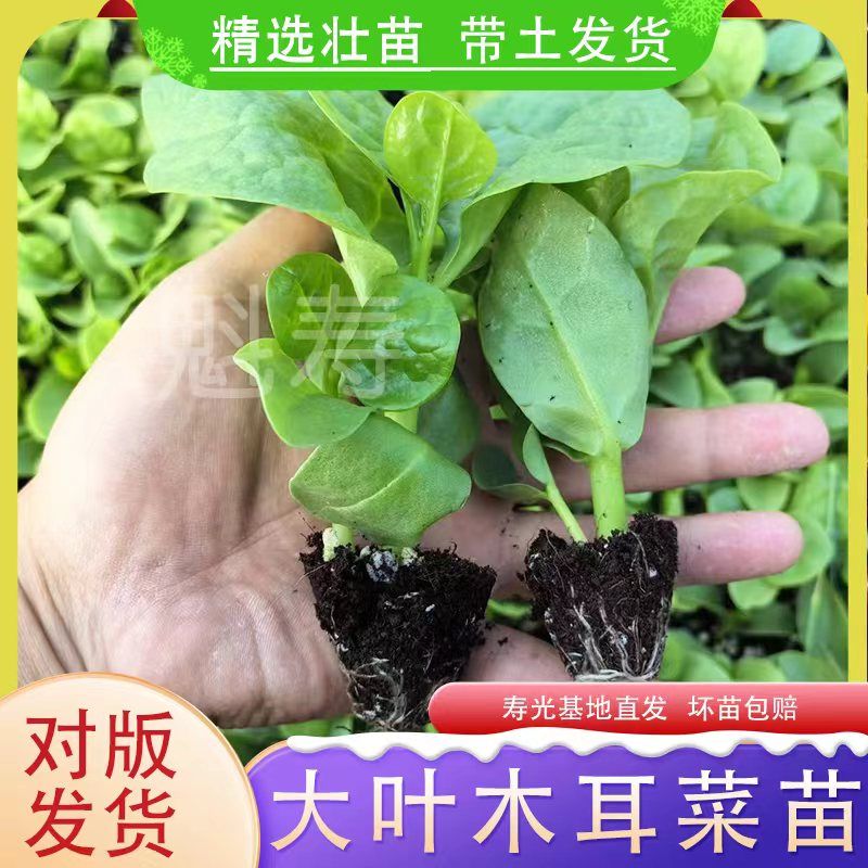 木耳菜种子秧苗大圆叶藤豆