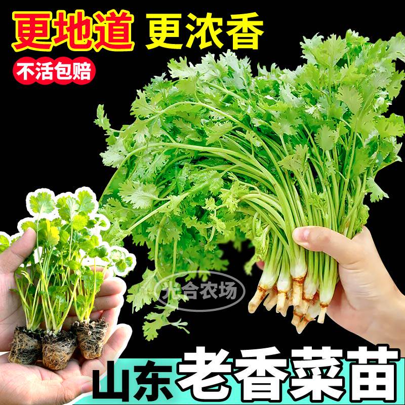 山东老香菜苗秧四季盆栽阳