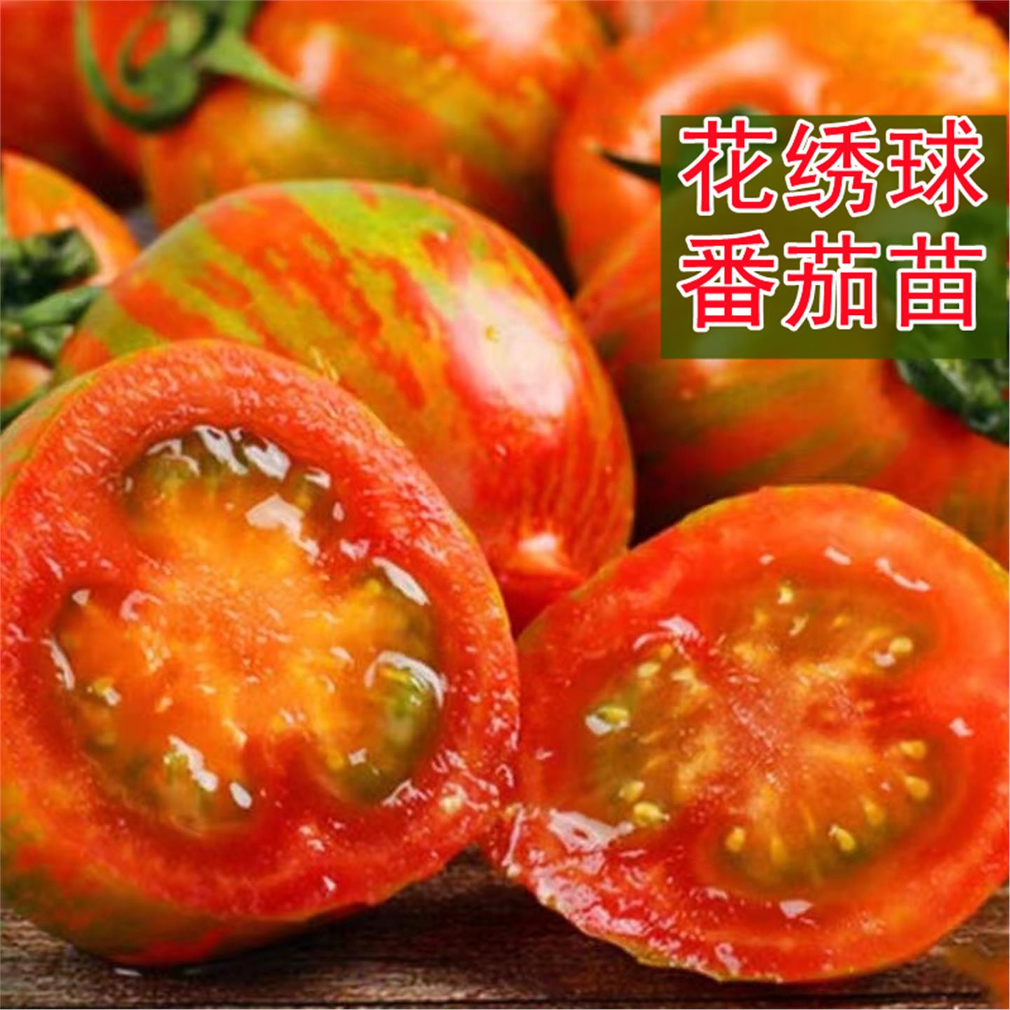 花绣球小番茄苗多彩迷你圣