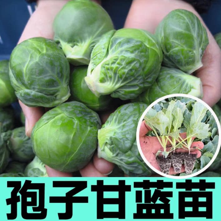 耐寒孢子甘蓝种苗抗盆栽地