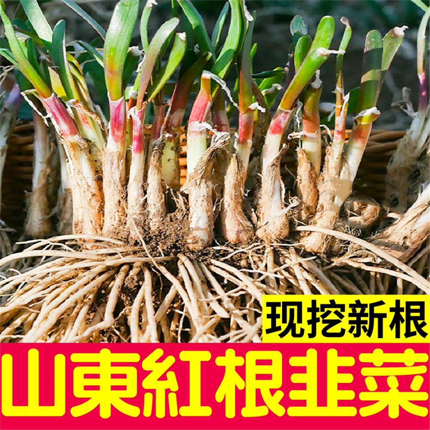 寿光独根红粗韭菜种子新大