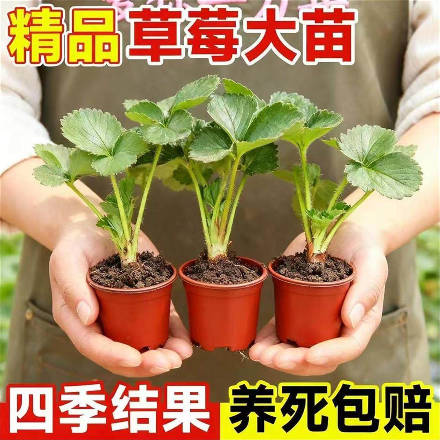 四季草莓苗盆栽大果食用奶