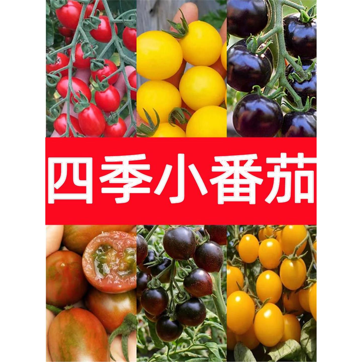 四季小番茄苗秧超甜千禧圣