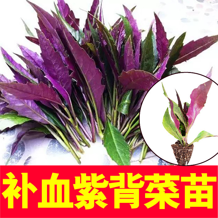 天然紫背葵菜四季盆栽阳台