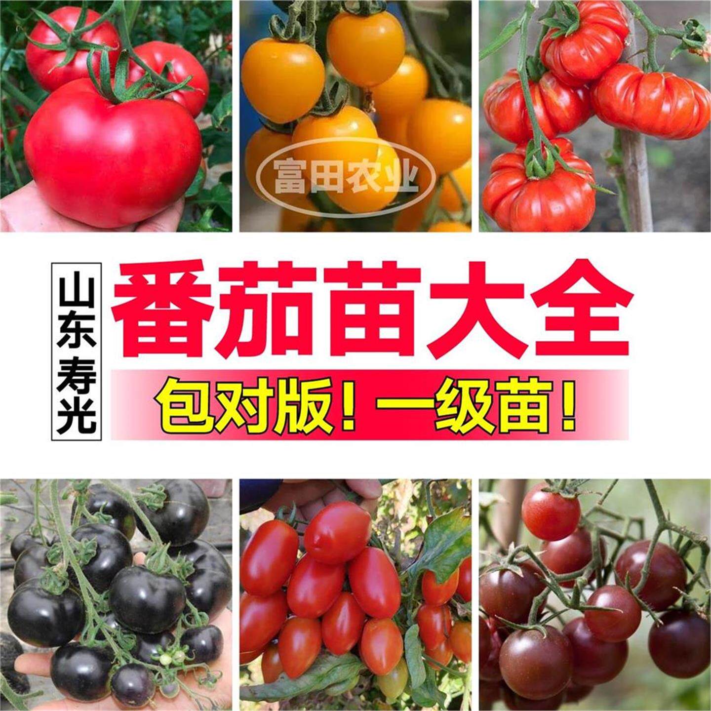 寿光番茄苗秧大全各种西红