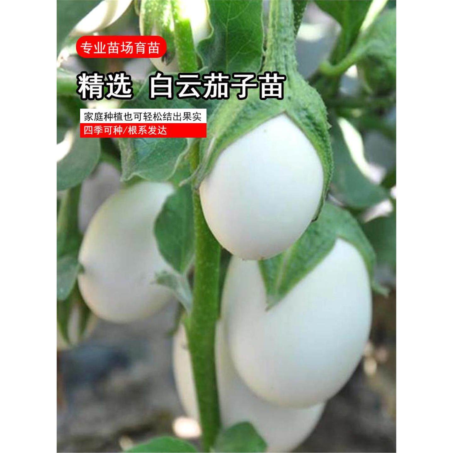 白云茄苗子种幼南方蔬菜长