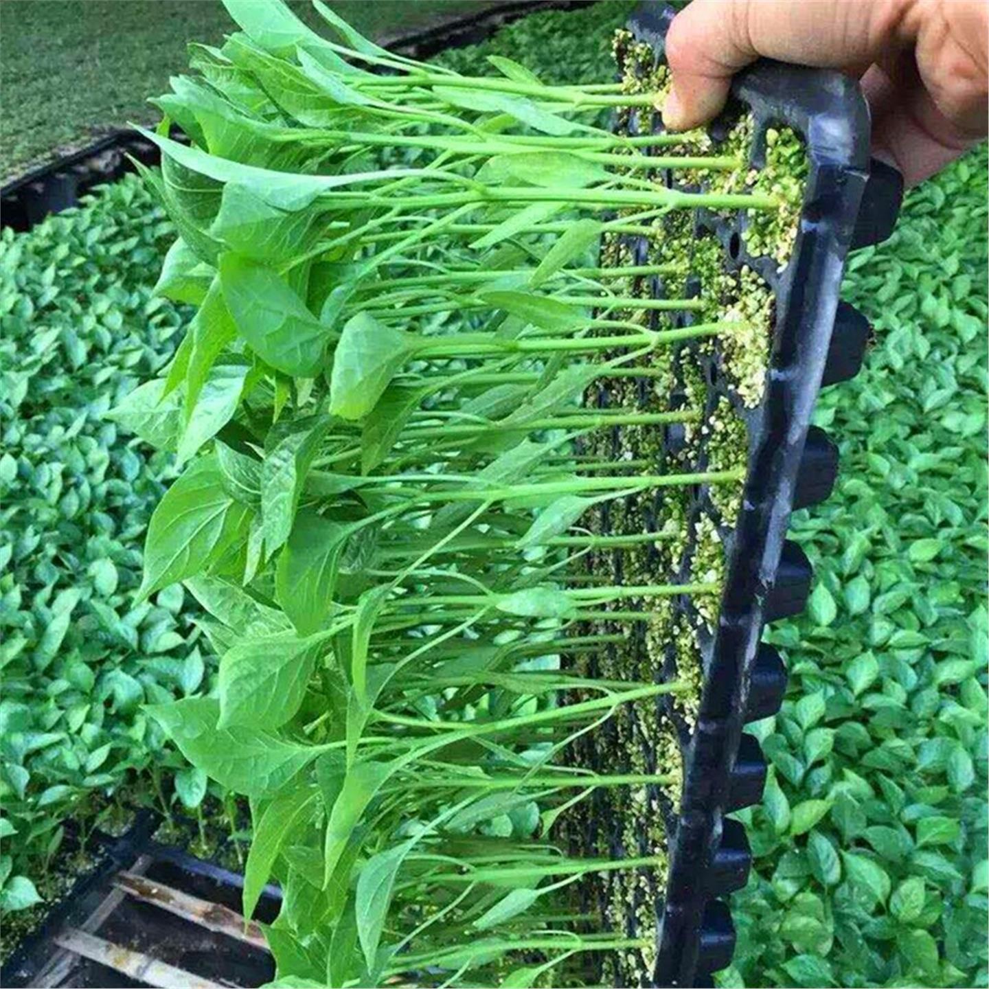 西红柿苗樱桃番茄辣椒种嫁