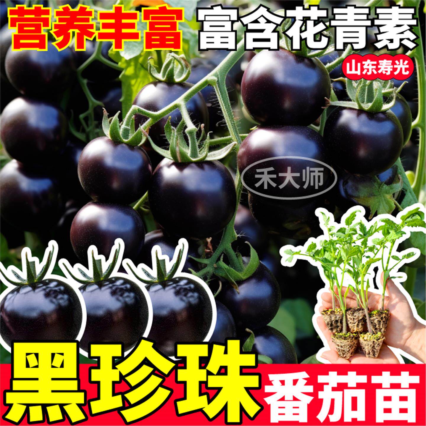 山东寿光黑珍珠番茄苗秧高