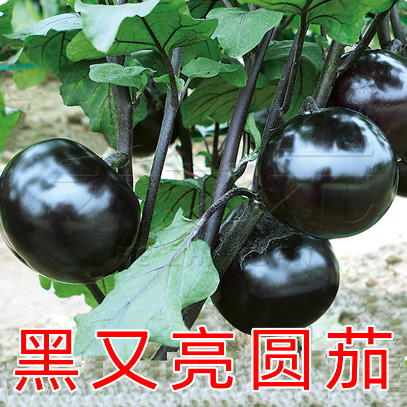 天津快圆茄种子苗秧籽蔬菜
