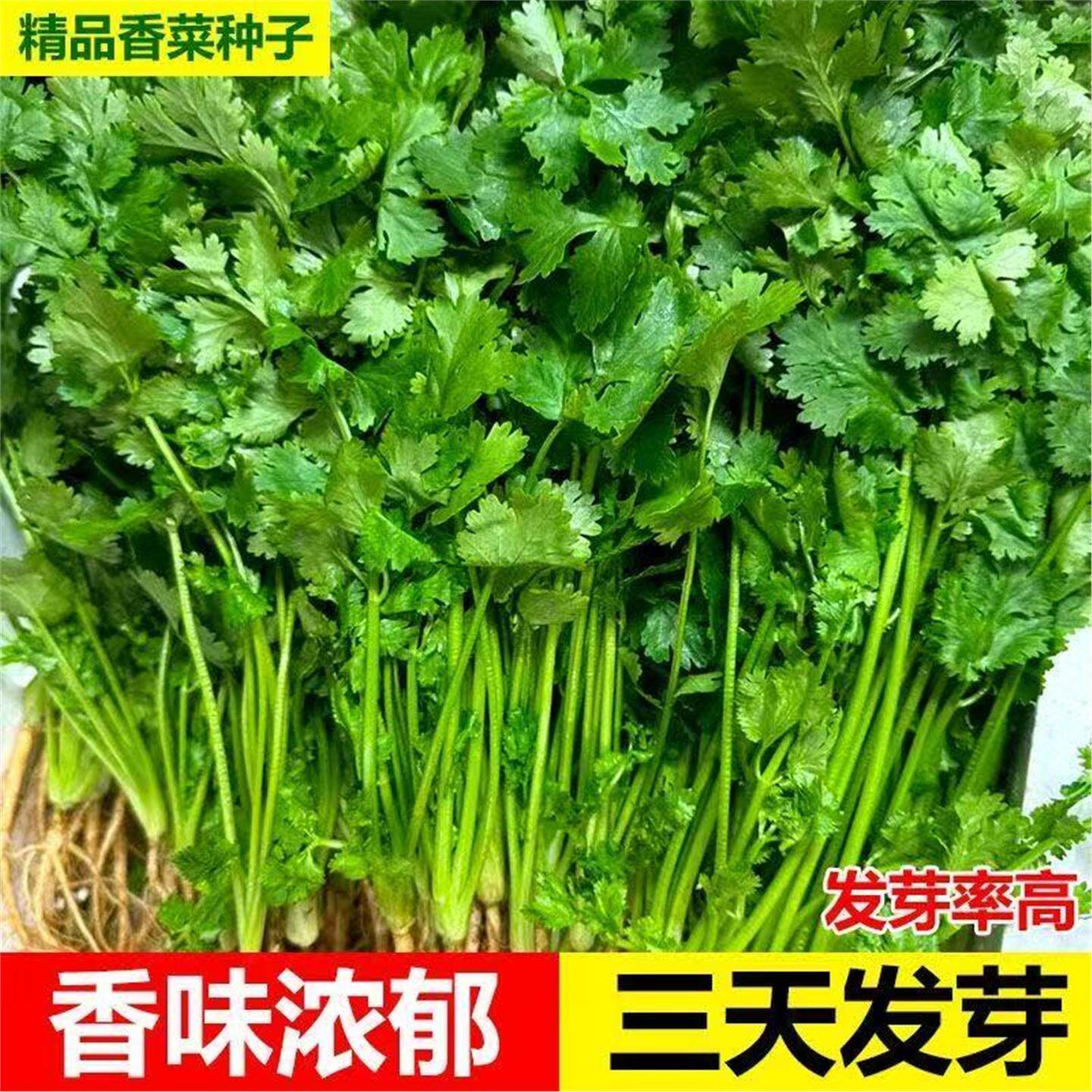 四季香菜种子苗大叶芫荽阳
